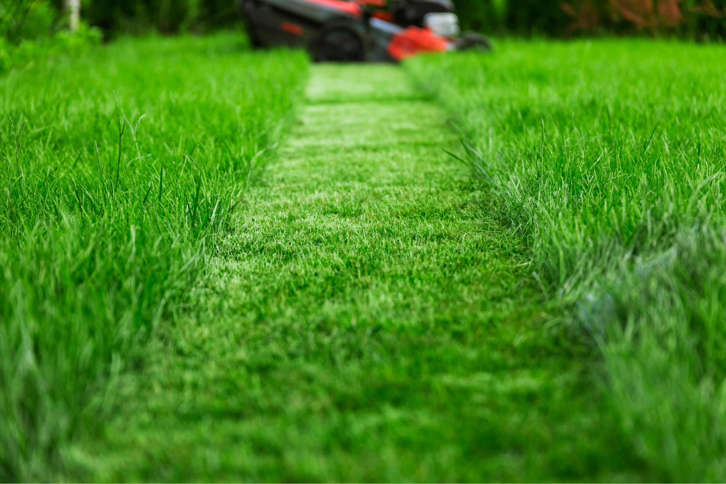 Residential Grass Cutting - Lawn Father