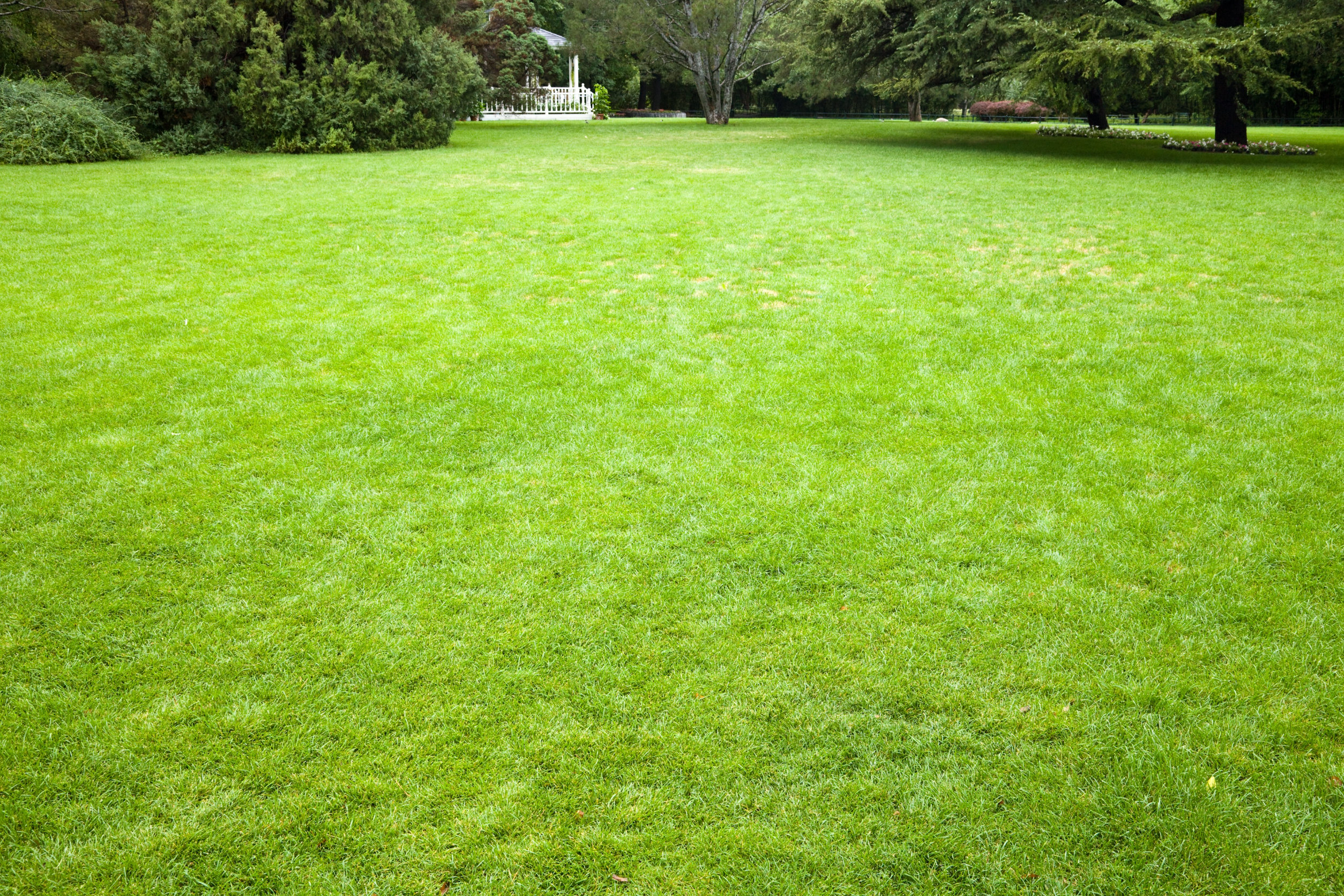 Lush Green Grass Lawn Father